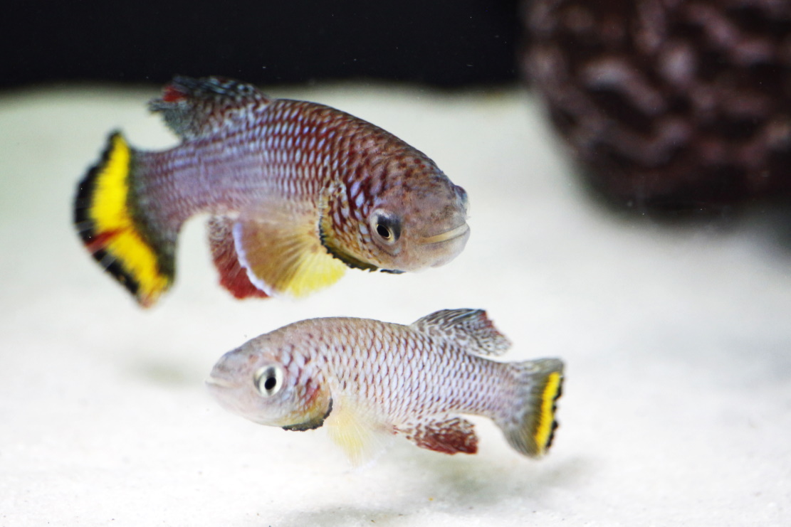 Killifish GRZ